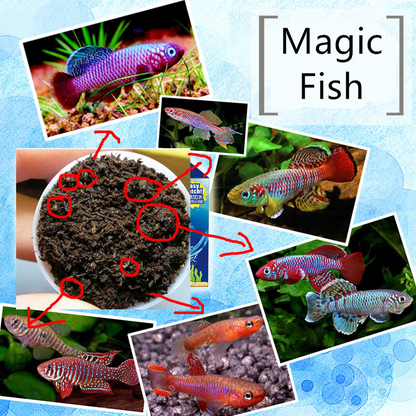 Magic Killifish Egg Soil Fish Tank Science Can---MKSC